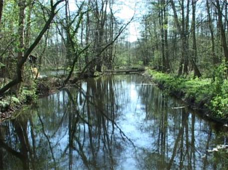 Wegberg-Rickelrath : Die Schwalm in der Nähe der Molzmühle